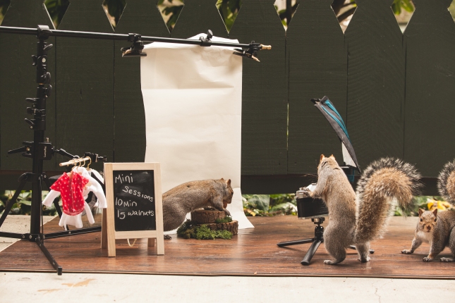 Squirrels interacting with photo studio scene