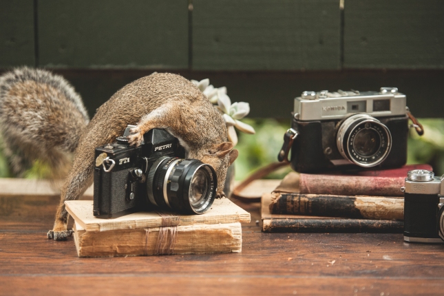 Squirrel playing with camera